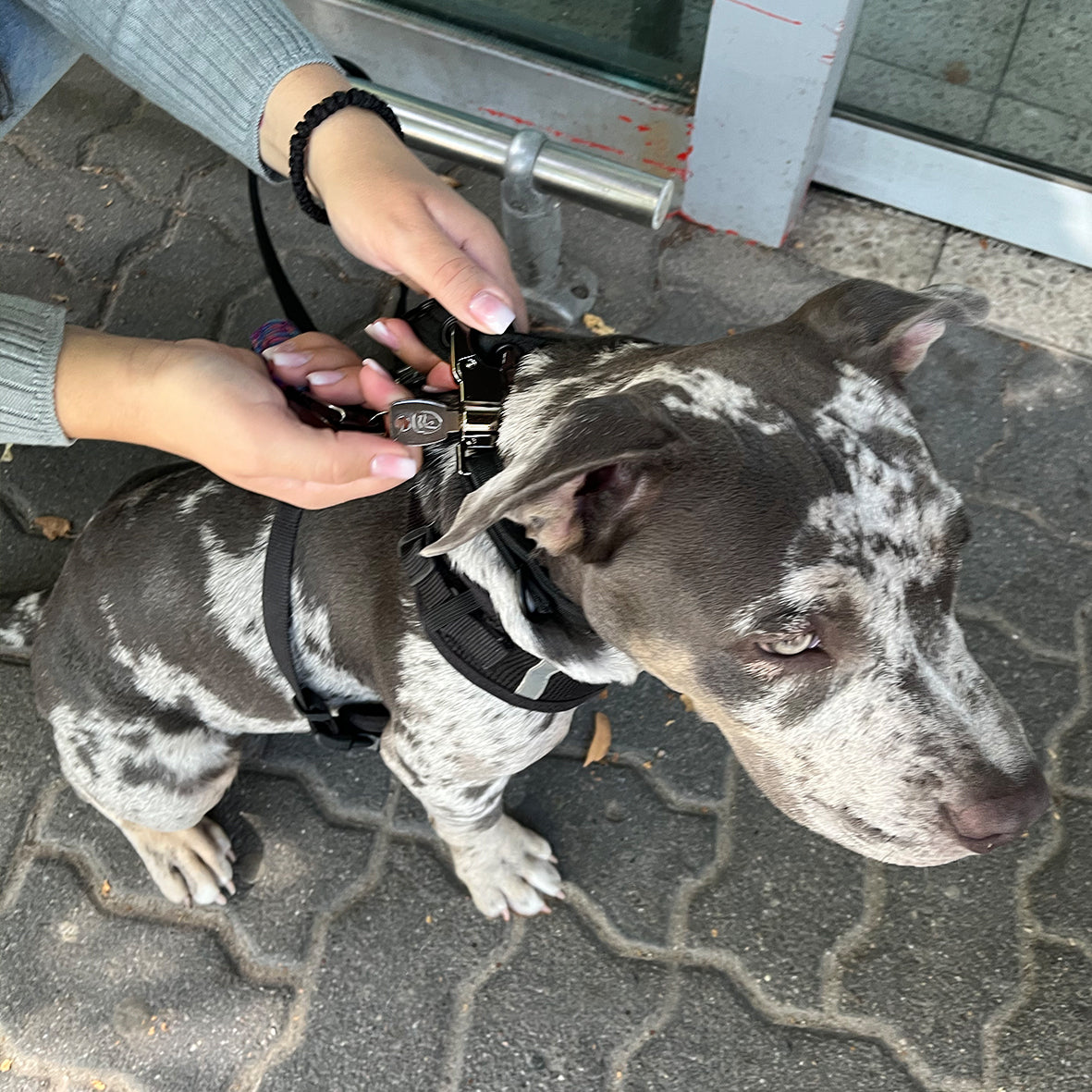 LOCK DOG Hundeleine & Halsband 2.0 abschließbar und bissfest