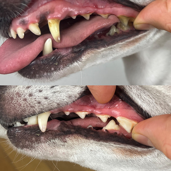 <tc>dental care ball</tc>