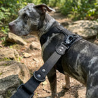 LOCK DOG bite-proof dog leash with frog clip