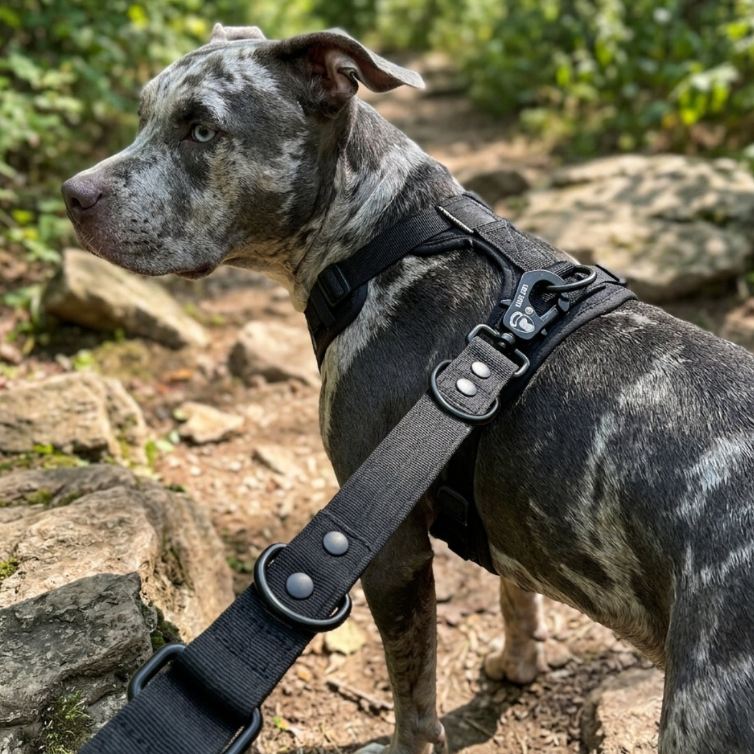 LOCK DOG bite-proof dog leash with frog clip