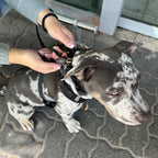 LOCK DOG dog leash 2.0 bite- and theftproof