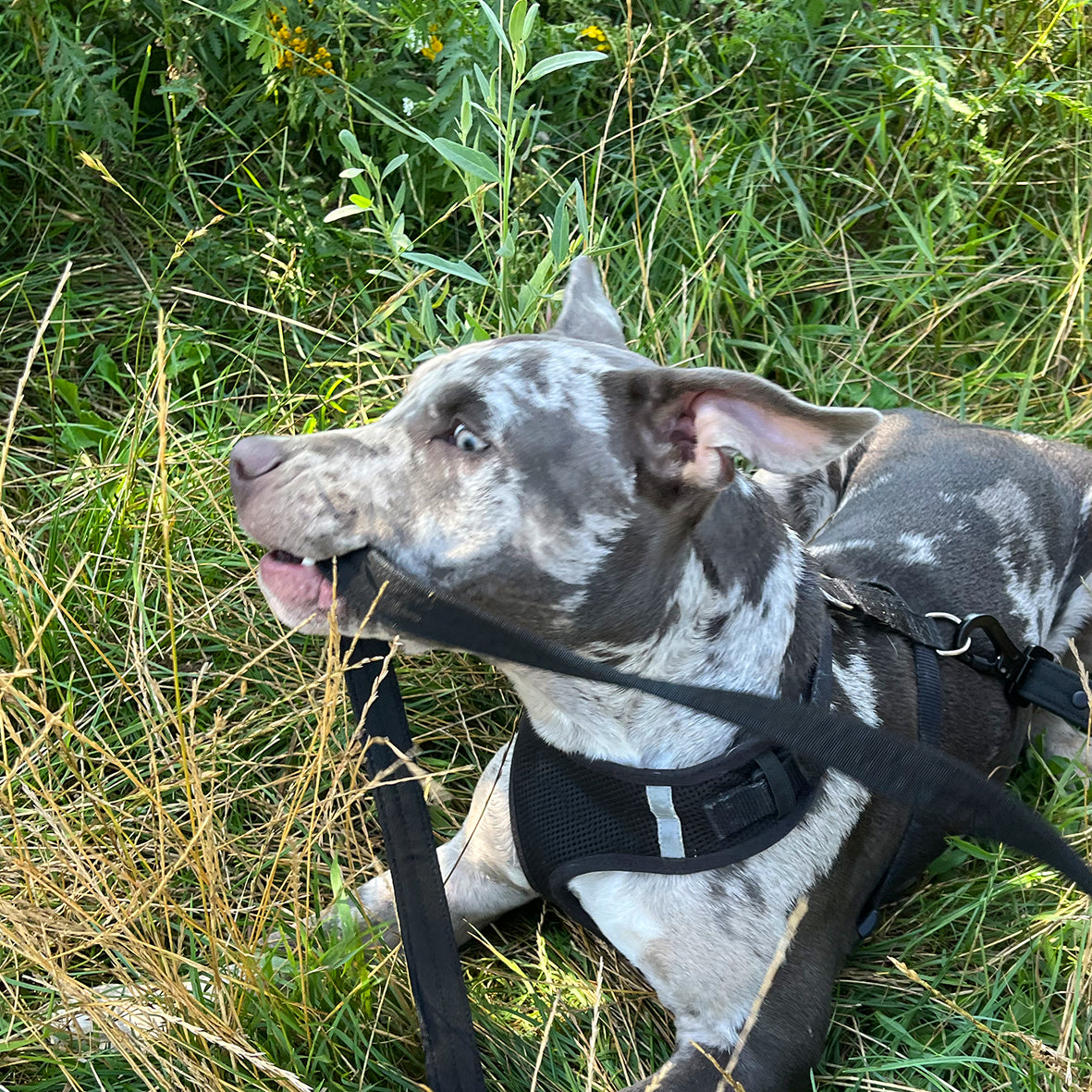 LOCK DOG dog leash 2.0 bite- and theftproof