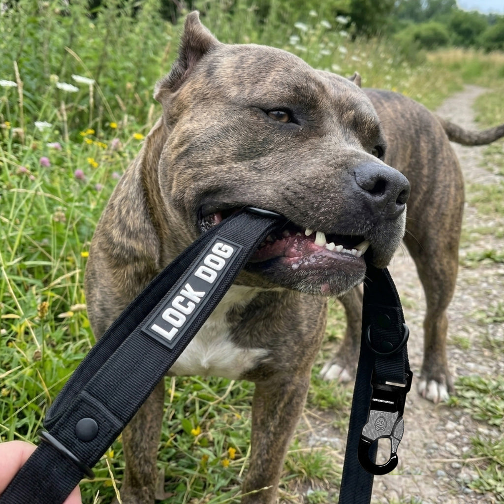 LOCK DOG diebstahlsichere Hundeleine inkl. Halsband