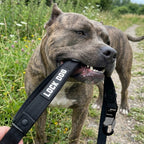 LOCK DOG diebstahlsichere Hundeleine inkl. Halsband