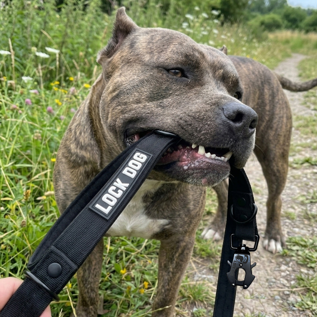 LOCK DOG bite-proof dog leash with frog clip