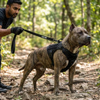LOCK DOG bite-proof dog leash with bolt carabiner