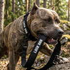 LOCK DOG bite-proof dog leash with bolt carabiner