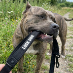 LOCK DOG bite-proof dog leash with bolt carabiner