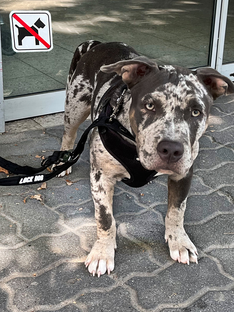 bite- and theftproof dogleash