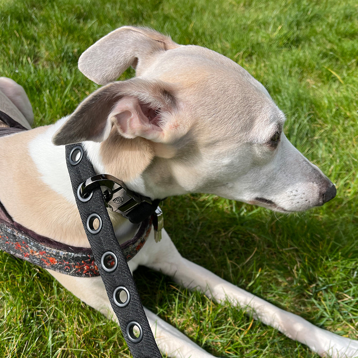 LOCK DOG dog leash 2.0 bite- and theftproof