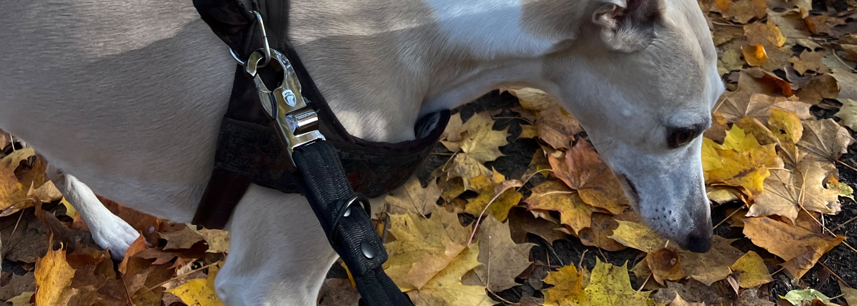 Safely Secured Anti-Theft Lockable Dog Harness