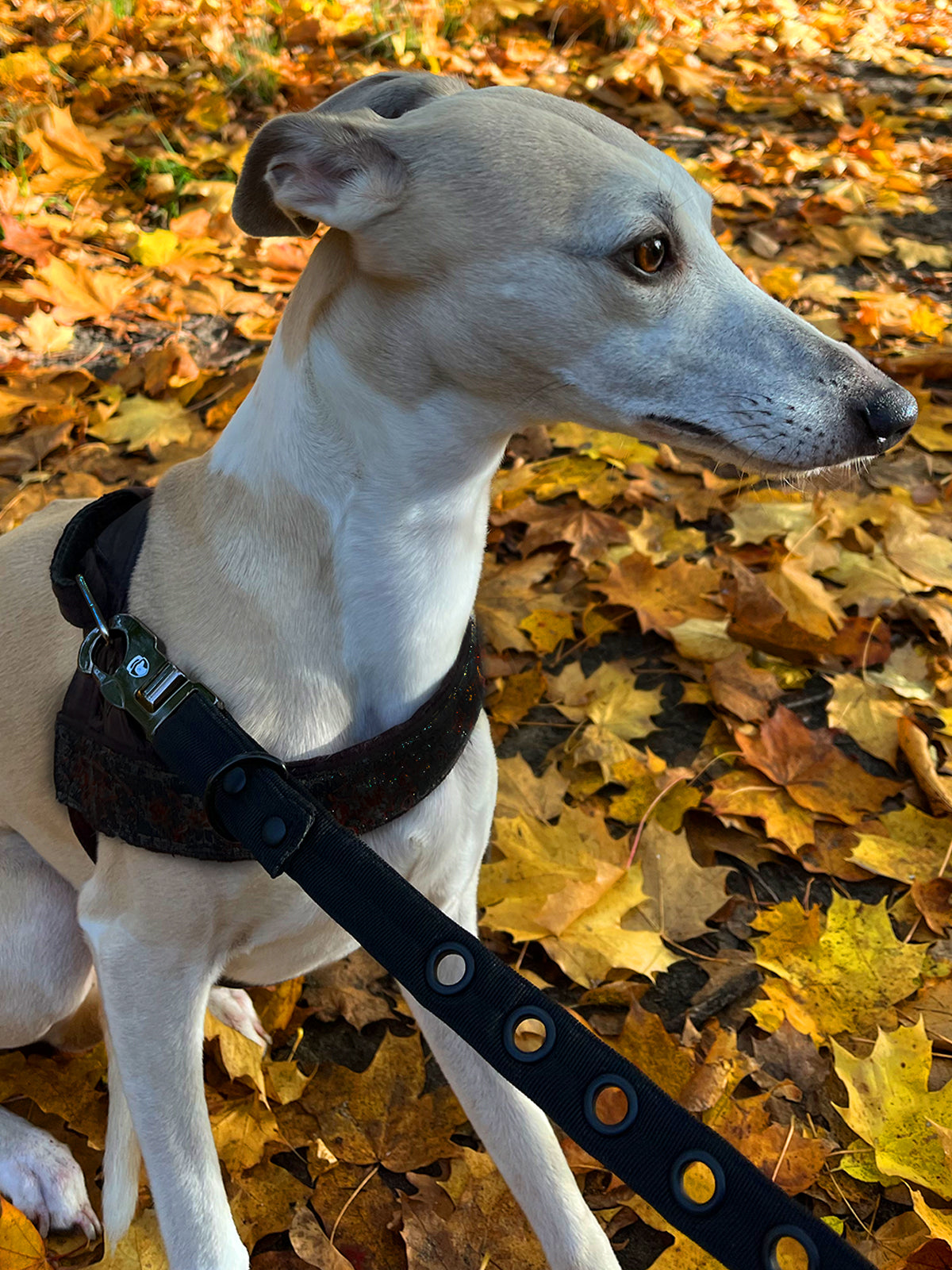 Theft proof dog collars hotsell