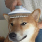 <tc>self-cleaning brush for dogs and cats - long fur</tc>