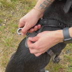 LOCK DOG dog leash 2.0 bite- and theftproof
