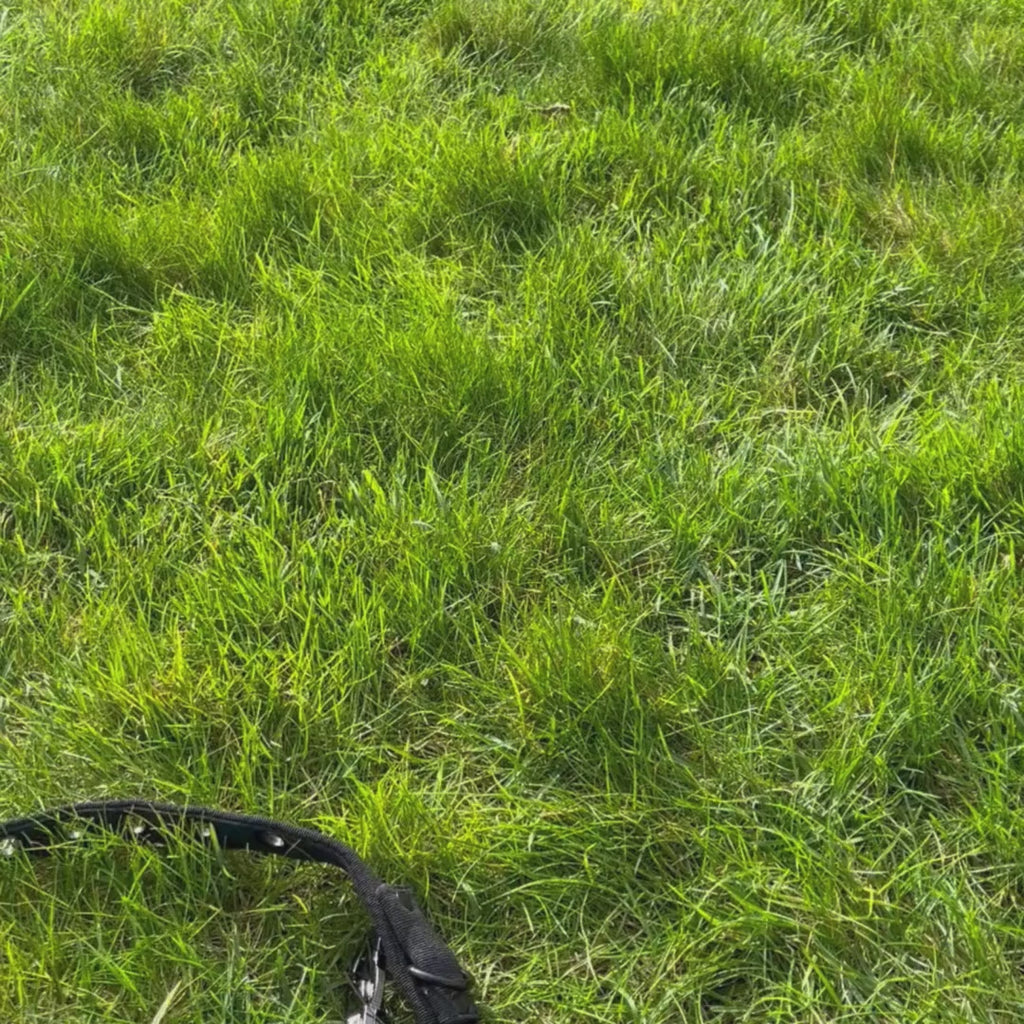 LOCK DOG dog leash 2.0 bite- and theftproof