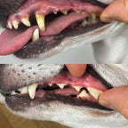 <tc>dental care ball</tc>