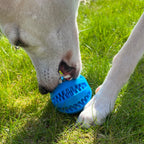 <tc>dental care ball</tc>